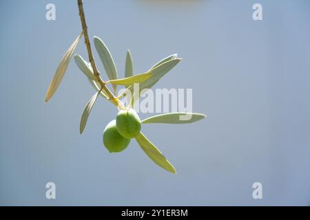 Small olive twig hangs on a light, clean background. In it there are two small olive trees that grow during the summer season before the harvest. Stock Photo