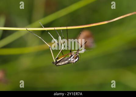 Mosquito Psorophora howardii insect nature West Nile virus Ross River fever Zika Malaria. Stock Photo