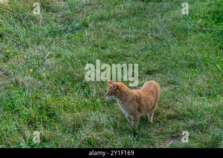 golden-brown cat lurking in the meadow Stock Photo