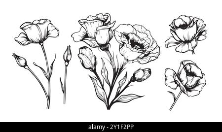 set of Eustoma flowers in doodle style, illustration for coloring book, coloring pages Stock Vector