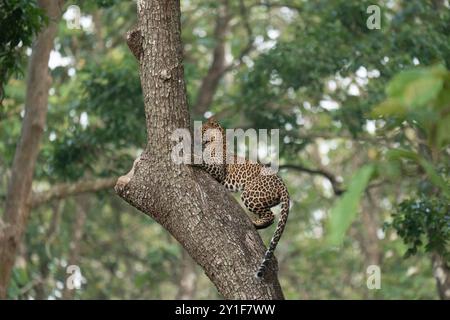 Leopard in forest, early morning or late evening light; serene wilderness with atmospheric glow, capturing its natural habitat's beauty and mystique. Stock Photo