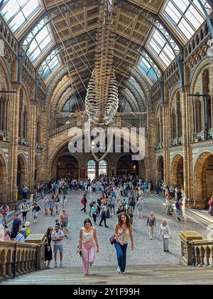 London, Great Britain, High Angle, Wide Angle View, Tourists Visiting Natural History Museum, Wide Angle View, Inside, Whale Skeleton « Hope » Stock Photo