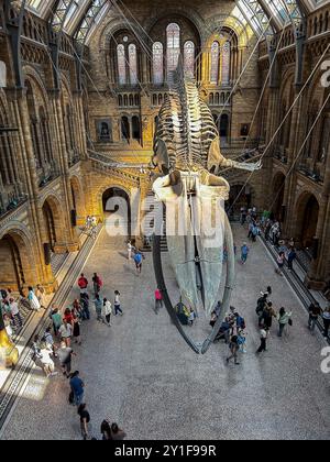 London, Great Britain, High Angle, Wide Angle View, Tourists Visiting Natural History Museum, Wide Angle View, Inside, Whale Skeleton « Hope » Stock Photo