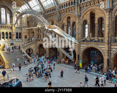 London, Great Britain, High Angle, Wide Angle View, Tourists Visiting Natural History Museum, Wide Angle View, Inside, Whale Skeleton « Hope » Stock Photo