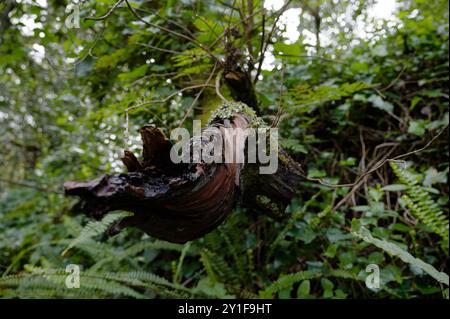 Twisted tree branch covered in moss and surrounded by lush foliage Stock Photo