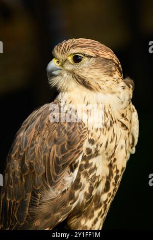 Saker Falcon (Falco cherrug). Captive bird, taken at the Scottish Deer Centre, Bow of Fife, Cupar KY15 4NQ Stock Photo