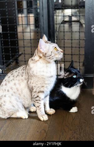 Two cats at Miau Grau cate and boardgames cafe, Warsaw, Poland Stock Photo