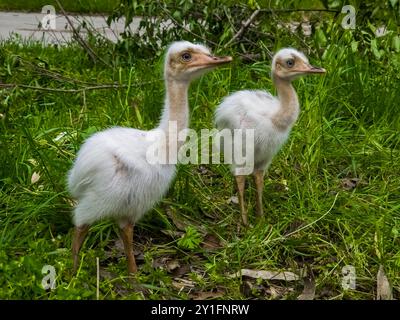 Greater rhea albino chicks, their scientific name is Rhea americana