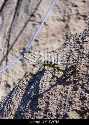 Climbing rope runs through a carabiner of an express sling, attached to a bolt, climbing area Belove Stene, island of Krk, Croatia, Europe Stock Photo