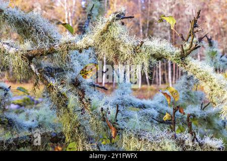 Usnea lichens growing on tree branches on a deciduous tree in a forest at autumn Stock Photo