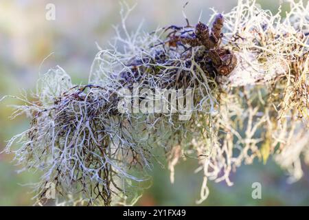 Close up at Usnea lichens growing on a tree branch Stock Photo