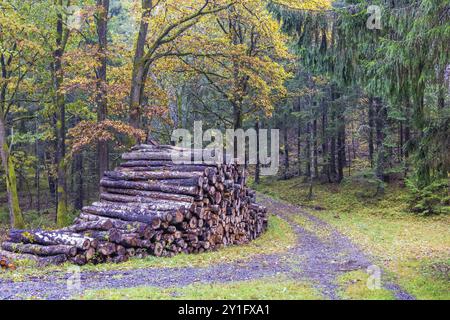 Logs stacked by a dirt road in a mixed forest in autumn Stock Photo