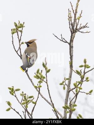 Bohemian waxwing (Bombycilla garrulus) feeding on Willow catkins, (Salix sp.), May, Finnish Lapland Stock Photo