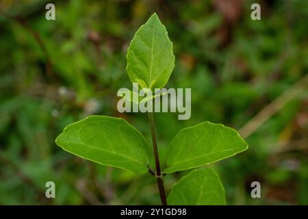 Modern close up of leaves on blurred green background. Stock Photo