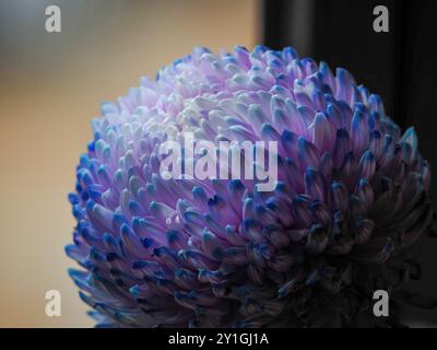 Beautiful light blue and purple chrysanthemum  flower in soft dreamy light, dark background Stock Photo
