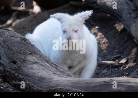 The albino wallaby is all white with a pink nose and ears Stock Photo