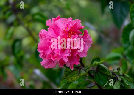 Hibiscus rosa-sinensis Terry Hibiscus pink color Stock Photo - Alamy