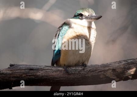 the scared kingfisher has a turquoise back, turquoise blue rump and tail, buff-white underparts and a broad cream collar. Stock Photo