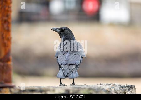 Carrion Crow; Corvus corone; St Ives; Cornwall; UK Stock Photo