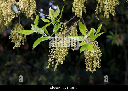 Holm Oak; Quercus ilex; Flowering; UK Stock Photo