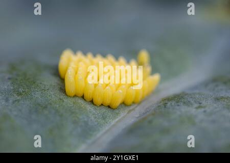 Large White Butterfly; Pieris brassicae; Eggs; UK Stock Photo