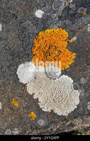 Lichen Patterns; On Stone; UK Stock Photo