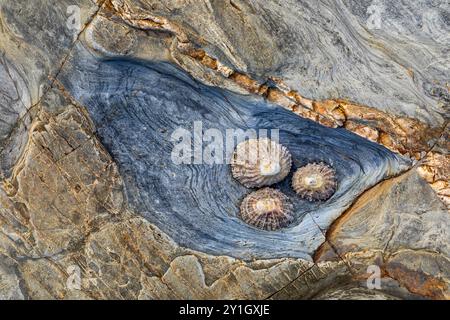 Common Limpets; Patella vulgata; Rock Pool; UK Stock Photo