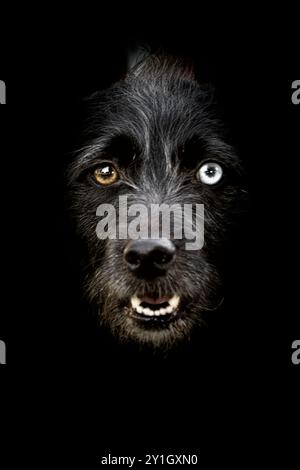 Odd eyed mixed breed black dog Stock Photo