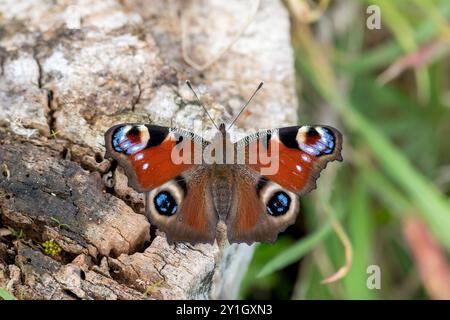 Peacock Butterfly; Aglais io; on Log; UK Stock Photo