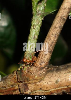 Red Ant Climbing on Tree Branch Stock Photo