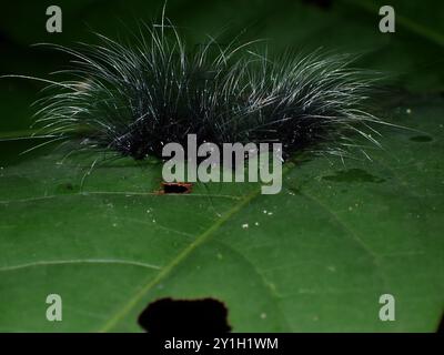 Furry Black Caterpillar on Leaf with Spiky Hairs Stock Photo