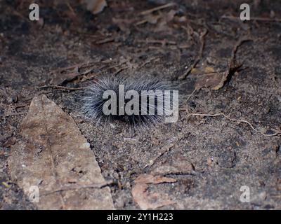 Furry Black Caterpillar Crawling on Forest Floor Stock Photo