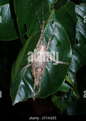 Camouflaged Grasshopper Resting on Leaf in Natural Habitat Stock Photo