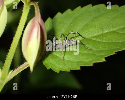 Ant-Mimicking Spider on a Leaf Near Flower Buds Stock Photo