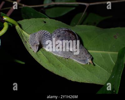 Close-up of a Land Snail Crawling on a Leaf at Night Stock Photo