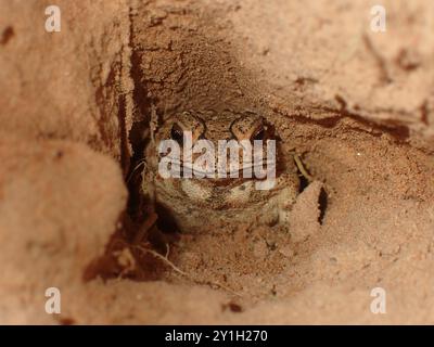 Toad Sheltering in Burrow within Sandy Soil Stock Photo