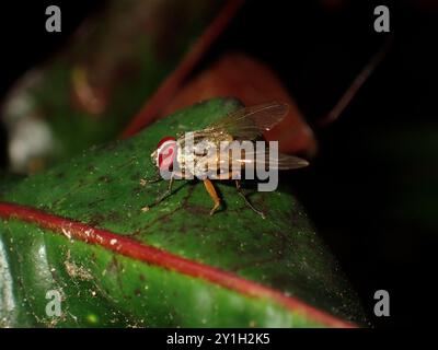 Close-up of a Fly Resting on a Leaf Stock Photo