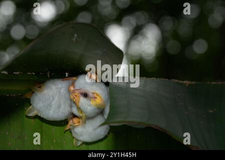 Honduran white bat (Ectophylla alba) huddling together in leaf tent Stock Photo