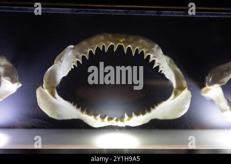 Model of shark jaws in the oceanarium Stock Photo