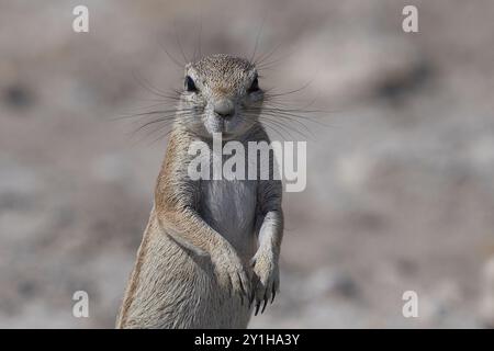 Ground Squirrels (Xerus inauris) on the plains of Etosha National Park, Namibia. Stock Photo