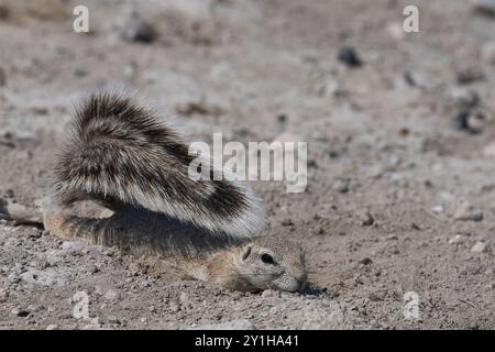 Ground Squirrels (Xerus inauris) on the plains of Etosha National Park, Namibia. Stock Photo