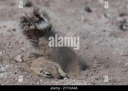 Ground Squirrels (Xerus inauris) on the plains of Etosha National Park, Namibia. Stock Photo