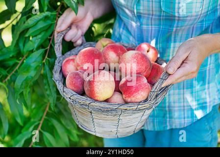 Picking Fresh ripe peaches from tree into basket. Rich harvest of peaches. Homegrown, organic peaches Stock Photo