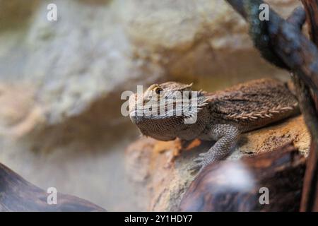 A bearded dragon is perched on a rocky surface in its terrarium, with natural light illuminating its textured skin and surroundings. Stock Photo