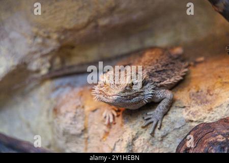 A bearded dragon comfortably rests on a rocky ledge, basking in warm sunlight with its distinctive scales and relaxed posture, showcasing its natural Stock Photo