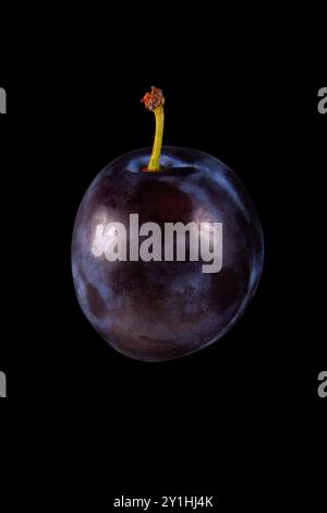 Single ripe plum isolated on solid black background Stock Photo