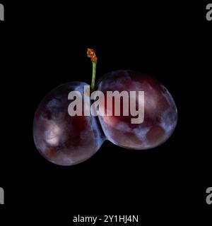 These plums have grown together as conjoined fruits showcased on isolate black background Stock Photo