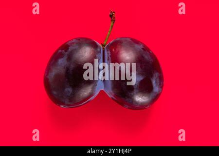 Pair of plums joined together as conjoined fruits set against red backdrop Stock Photo