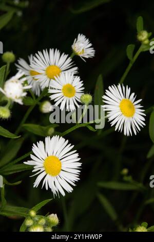 close up of common mini wildflower daisies on black background  background, fleabane daisy, English daisy, meadow daisy Stock Photo