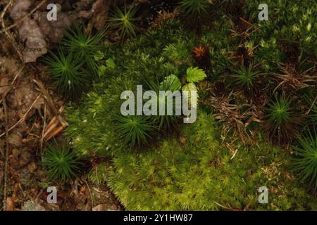 close up photo of lush green star moss, top view Stock Photo